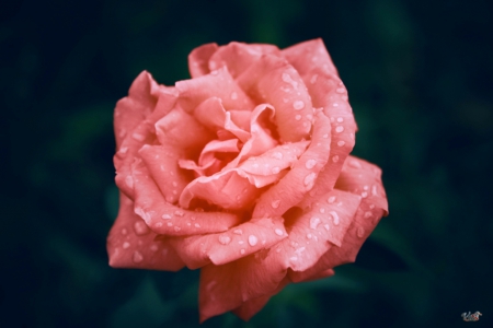 Tears Of Love - flower, love, nature, rose