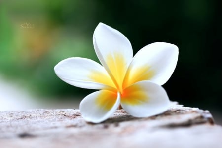 Purity - flower, purity, nature, soft