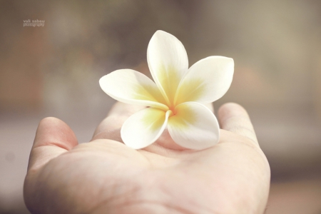 Purity - flower, hand, nature, putity