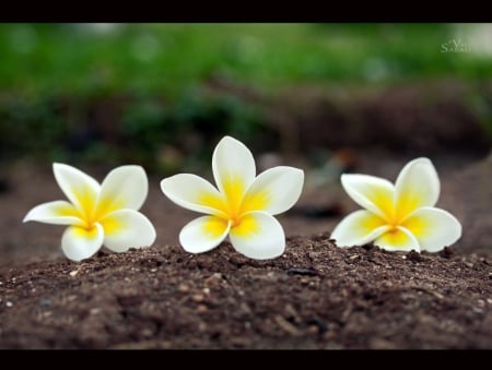 Plumeria - trio, flower, nature, plumeria