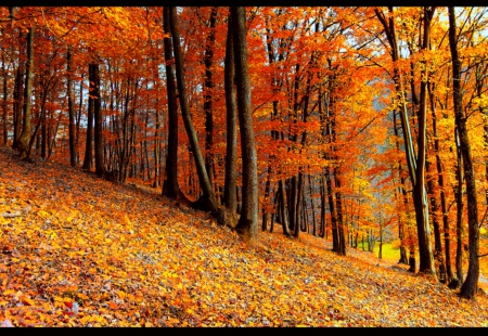 October Colours - nature, golden, forest, trees