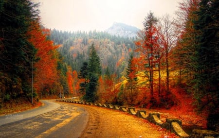 Autumn Road - nature, autumn, path, road