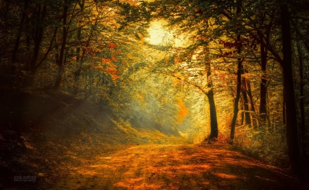 Autumn Forest - nature, autumn, trees, forest, golden