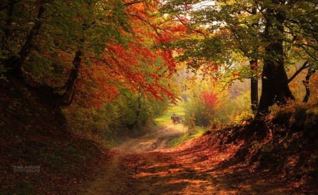 Autumn Colours - nature, autumn, path, trees