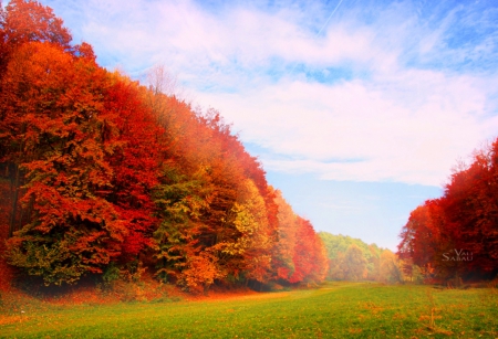 Autumn - nature, autumn, path, trees