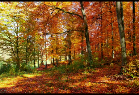 Autumn in the Forest - nature, autumn, forest, trees