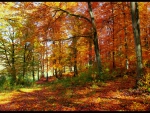 Autumn in the Forest