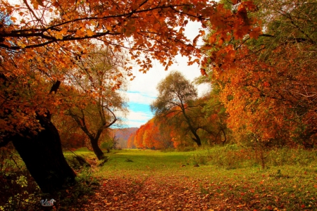 Autumn Leaves - leaves, nature, autumn, trees