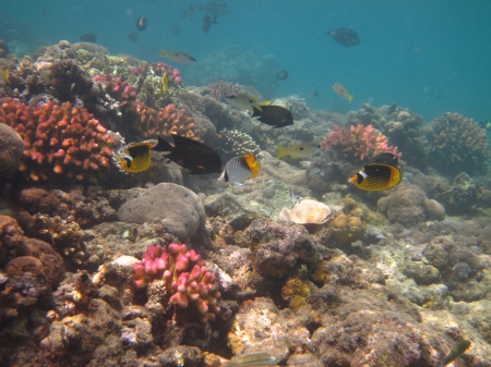 Red Sea coral scene - lunula, corals, Chaetoceros, butterfly fish, Red Sea