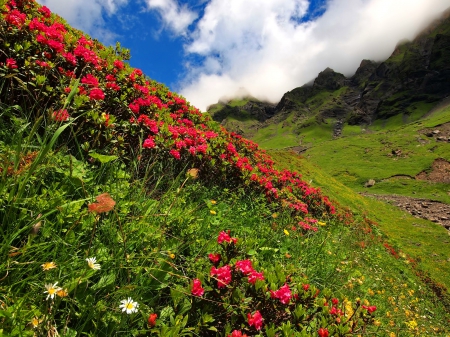 Slope of flowers - nice, sky, carpet, greenery, rocks, pretty, clouds, green, grass, mountain, hills, summer, lovely, nature, beautiful, red, flowers, wildflowers