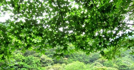 Green maple leaves