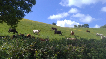 Devon cows - fields, nature, cows, trees, animals, devon