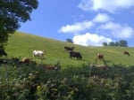 Devon cows