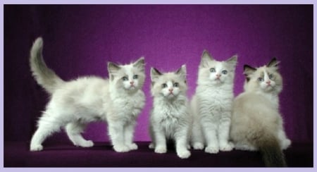 white ragdoll kittens - ragdoll, animals, kittens, cats