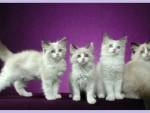 white ragdoll kittens