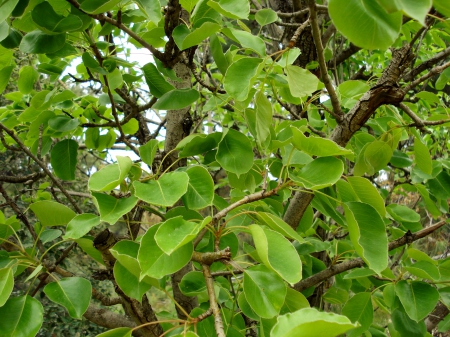 Tree - nature, tree, green, leaves