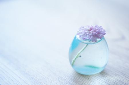 Flower - photo, flower, pot, nature