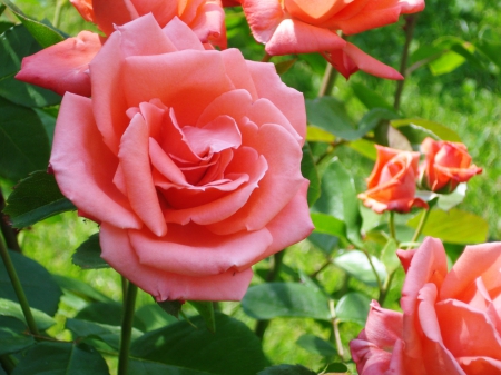 Pink flowers - rose, flower, pink, garden