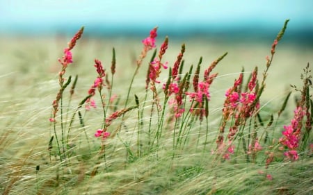 GRASS FIELD - field, grass, Nature, windy