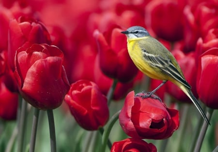 Wagtail sitting on Roses - flowers, roses, birds, red