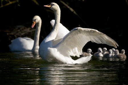 Family Swan - lake, chicks, water, mother, father