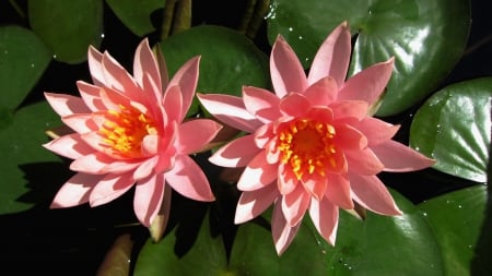 Lotus - lotus, brightly colored, beautiful, soft, flower