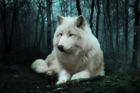 The White Wolf - wolves, predator, forest, trees, artwork