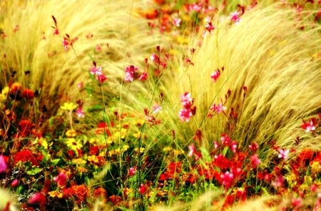 Field of Dreams - nature, dream, fileld, beautiful