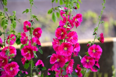 SUMMER DANCE - flowers, summer, pink, nature