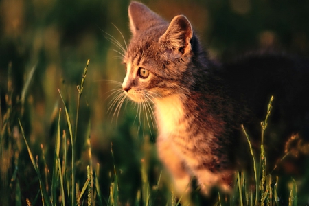 COOL KITTY IN THE HOT SUN - sunlight, adorable, light, pets, calico, kitten, cats, grasses, sunrays, tiger, cute, grass