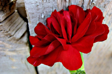 CARNATION WOODSHOP - beauty, one, lovely, carnations, large, nature, pretty, red, flowers, flower, natural