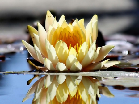 BEAUTY IN YELLOW - flower, yellow flower, water, beautiful, yellow, large, one, lake, pond, reflection, lovely, waterlilies