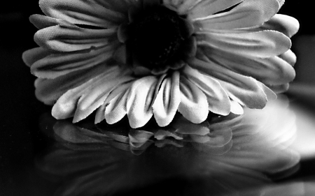 reflection in black & white - one, reflections, large, beautiful, daisy, beauty, lovely, flower, daisies, nature, black and white