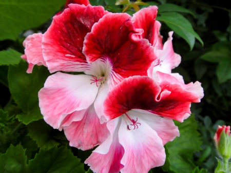 RED SCENTED GERANIUMS - nature, scented, red, flowers, geranium