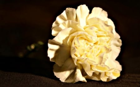 YELLOW CARNATION - photos, beautiful, flowers, yellow, butter, large, one, natural, carnation, lovely, nature