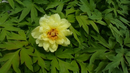 Flower - leaves, green, pretty, flower