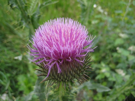 Burdock, flower - saw, Ball, knife, eagull