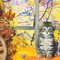 Tabby kitten sitting on a pumpkin