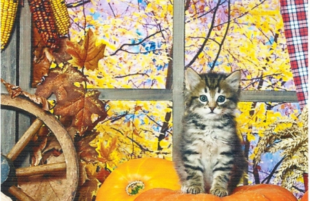 Tabby kitten sitting on a pumpkin