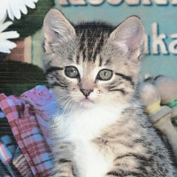 Tabby kitten sitting in old wooden box