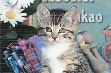 Tabby kitten sitting in old wooden box - kitten, tabby, cute, wooden box, paws