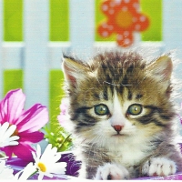 Tabby kitten sitting a flowerpot