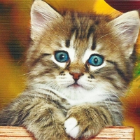 Tabby kitten sitting in a wooden box