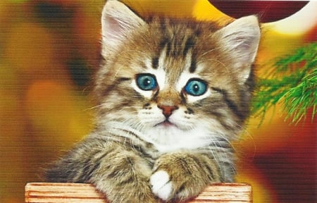 Tabby kitten sitting in a wooden box