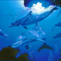 Dolphins