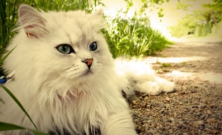 Cute white Cat - white, cute, cat, animals