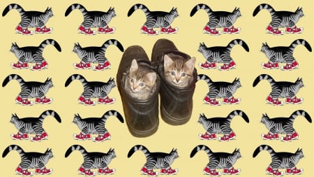 Kittens in Shoes - cute, Kittens, Shoes, Cats