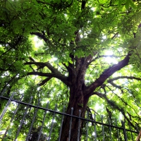 Under the Canopy