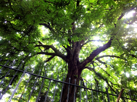 Under the Canopy - canopy, leaf, tree, green