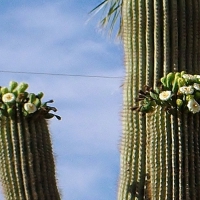 Saguaro Cactus in bloom